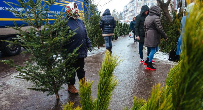 Kamerákkal és éjjeli őrökkel való védekezésre kényszerülnek az árusok a karácsonyfa-tolvajok miatt
