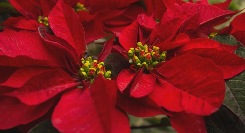 A mikulásvirágnak ide kell kerülnie a Feng Shui szerint, hogy szerencsét hozzon