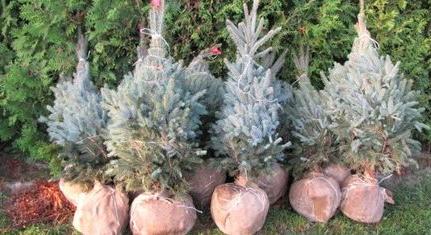 Januárban ismét örökbe fogadja a földlabdás fenyőket a Biokom