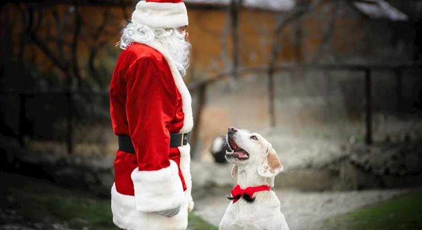 Rénszarvas? Ugyan már! Mi lenne, ha a Mikulás kutyaszánhúzó brigádot alkalmazna?