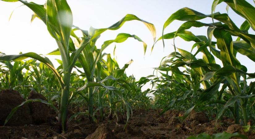 Kevesebb növény, több állat: átalakulóban a hazai mezőgazdaság