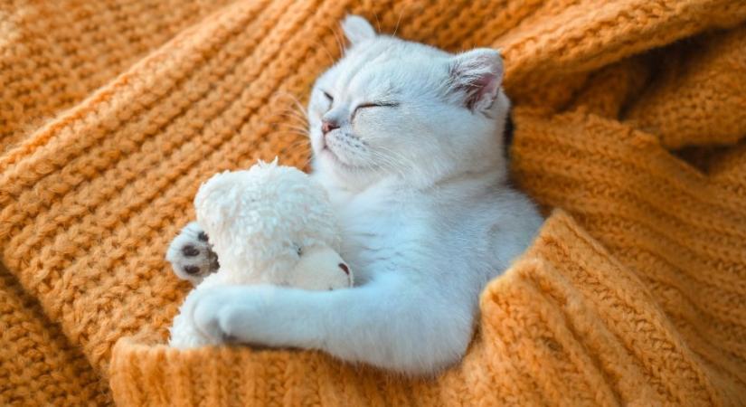 Így alszik a macskád? Eláruljuk, mit jelent