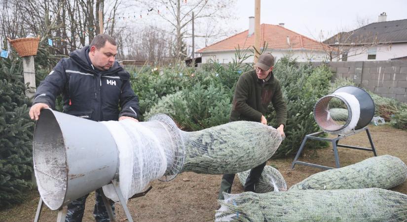 Olcsóbb, friss és szép fenyőfát szeretne? Baranyában is érdemes felkeresni az őstermelőket