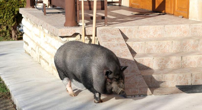 Napi cukiság: hihetetlen trükköket tud Csülök, a kaposvári malac
