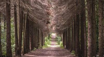 Lépj át a szürkeségből az örökzöldek birodalmába – 5 fenyőerdős túra Budapest környékén