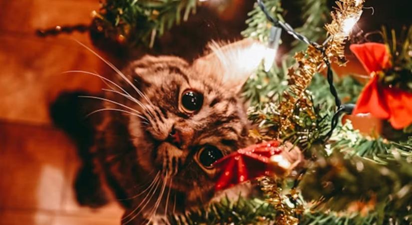 A cicák szerint az adventi naptár a gazdi lassú kínzása – minden nap csak egy falat?!