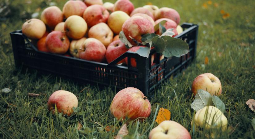 Most kell összeszedni a kertben rothadó gyümölcsöket, mert később nagy bajt okozhatnak