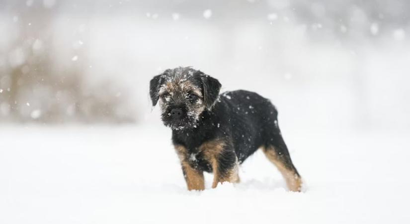 Miért áll a kutya fél óráig a hóesésben, mintha filozofálna? – Az ünnepek spirituális hatása az állatokra