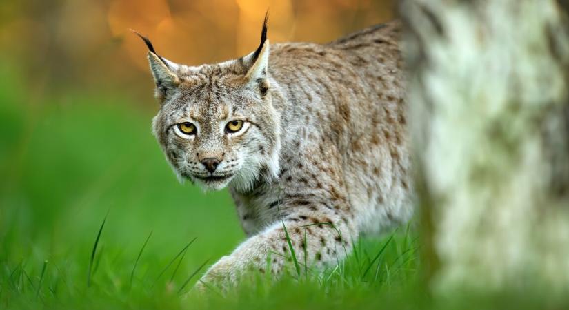 Szürreális események egy börtönnél – egy vadállat próbált bejutni az intézménybe