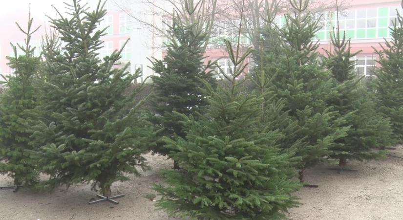 A kereslet egyelőre messze elmarad a tavalyitól