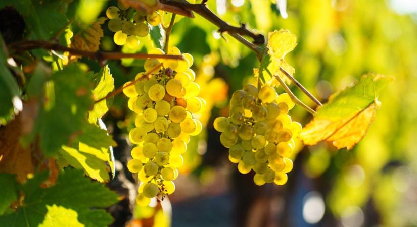 Rekordszámú mintát vizsgált a Nébih a szőlő aranyszínű sárgaság miatt