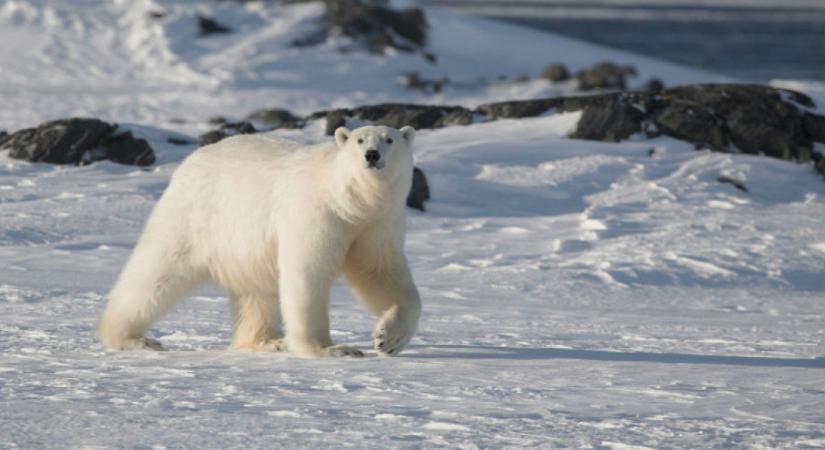 Leesik az állad, ha megtudod, mi derült ki a világ egyik legismertebbnek hitt állatfajáról: ezt még a kutatók sem gondolták volna