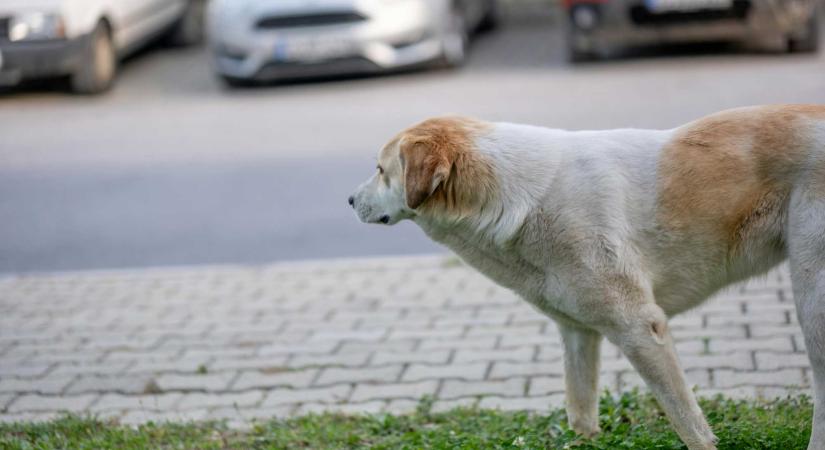 Kutyafalka „eszi” Aradon az autókat