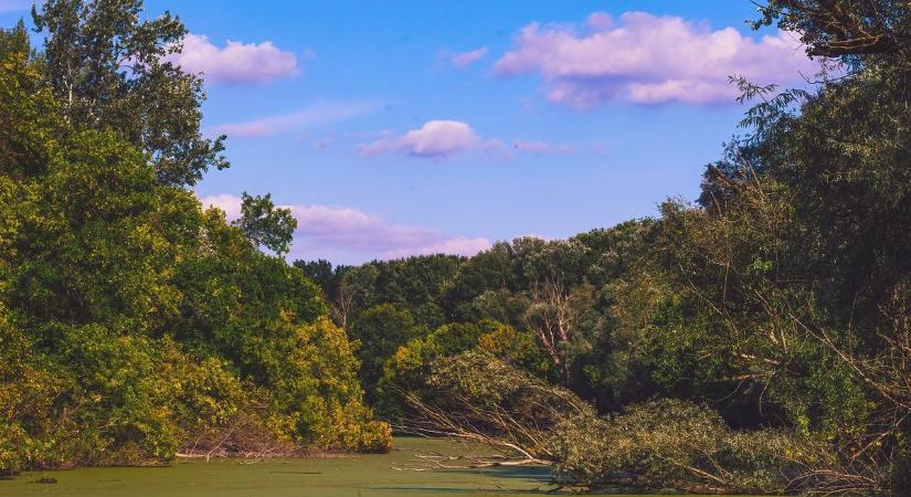 Így próbálják megmenteni a kiszáradó gemenci erdőt
