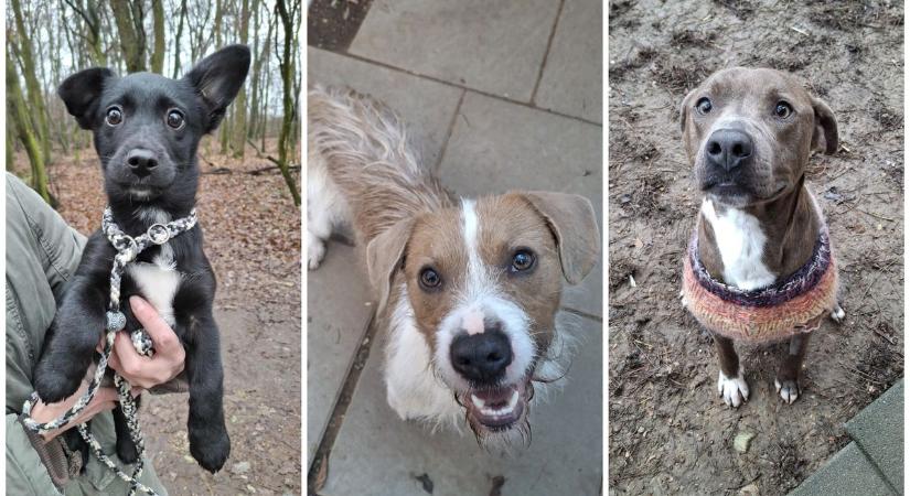 Ezek a kutyák nem ajándékot kérnek karácsonyra, hanem családot