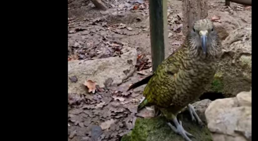 Nézzétek, vége a magánynak! Fiatal kea leányzó költözött a vidéki vadasparkba  Videó