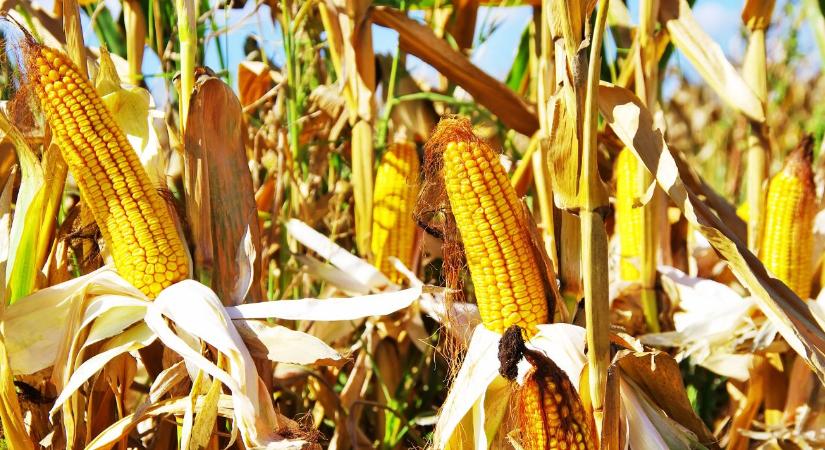 Több termés, jobb minőség: hogyan reagálnak a kukoricahibridek az NPK-trágyázásra?