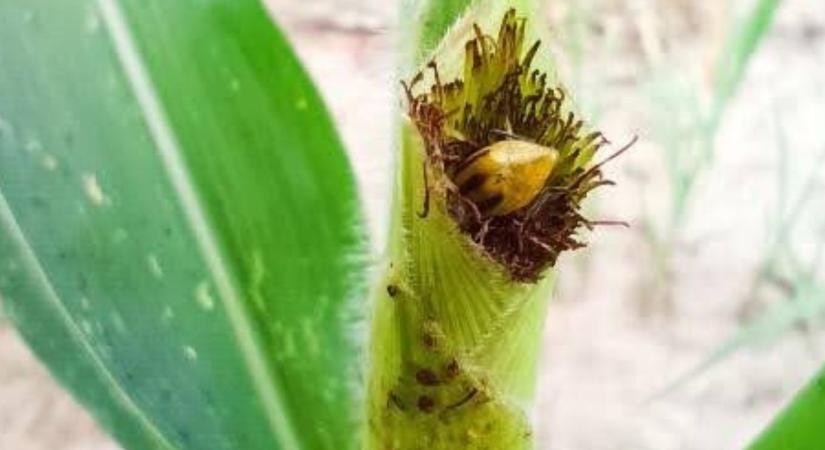 Növekvő kártevőnyomás, csökkenő vetésterület és közelgő veszélyek