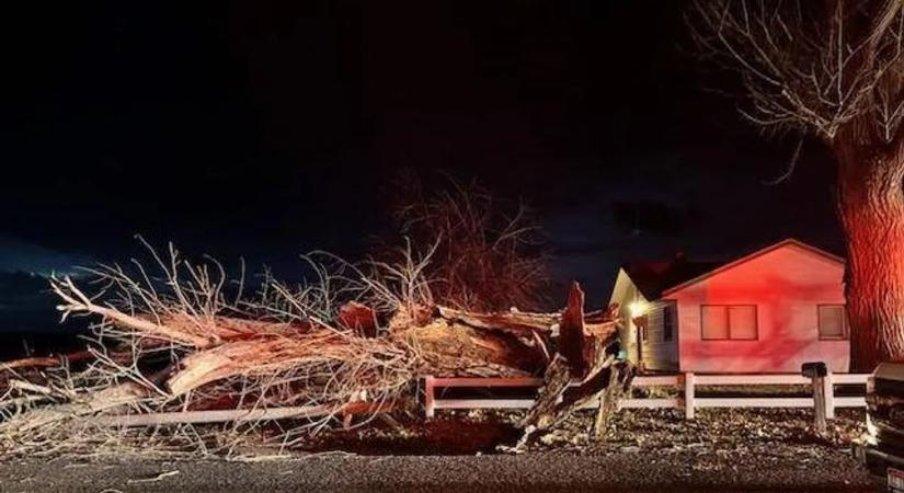 Rémálom a buszmegállóban: gyermekeket sebesített meg súlyosan egy kidőlt fa