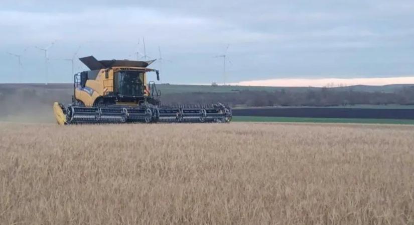 Adventi aratás Türingiában: lehet-e egy évben kétszer is aratni?