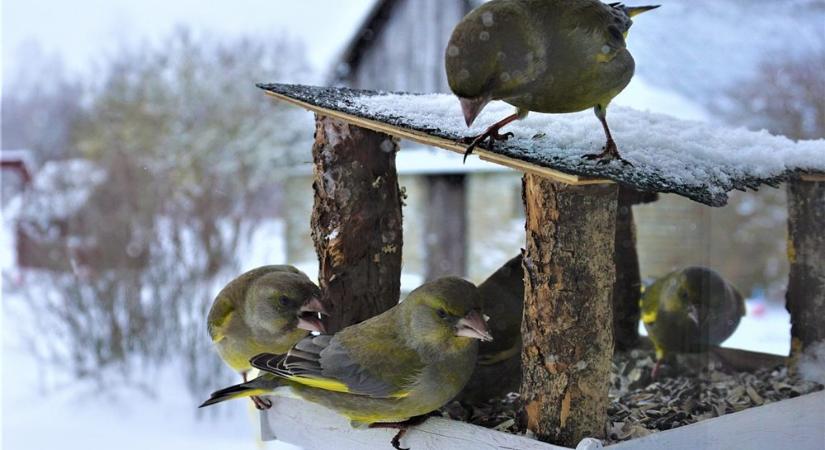 Hová tűnnek az állatok karácsonykor? – A téli ökológia meglepő válaszai