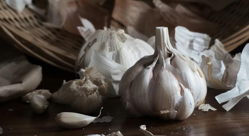 Fokhagymás szájvíz, ami leveri a gyógyszertárat? – Meglepő eredmények a természet egyik legerősebb „antibiotikumáról”