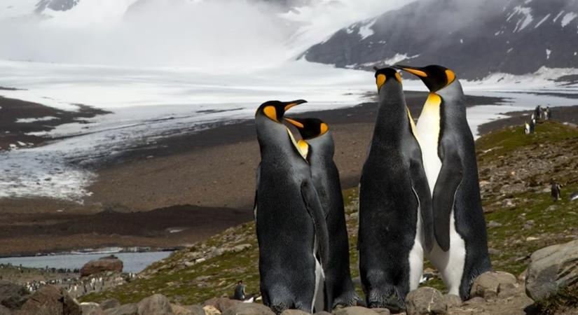 A pingvinek tényleg nem esnek orra a repülők hangjától? – Egy régi mítosz újra vizsgálva