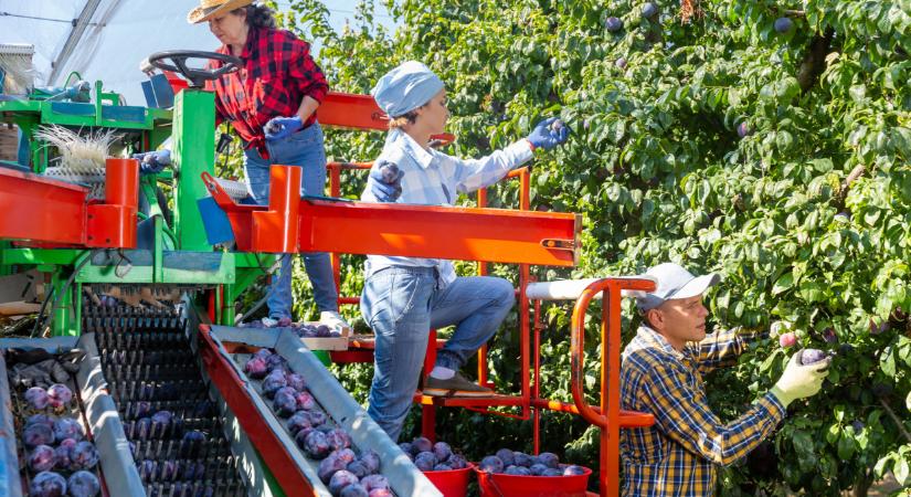 Itt már óriási a baj: emiatt mehet tönkre egy ország termelése
