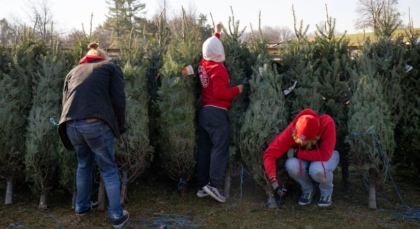 Miért nem egyformák a karácsonyi fenyők? – Genetika, termőhely, nevelés