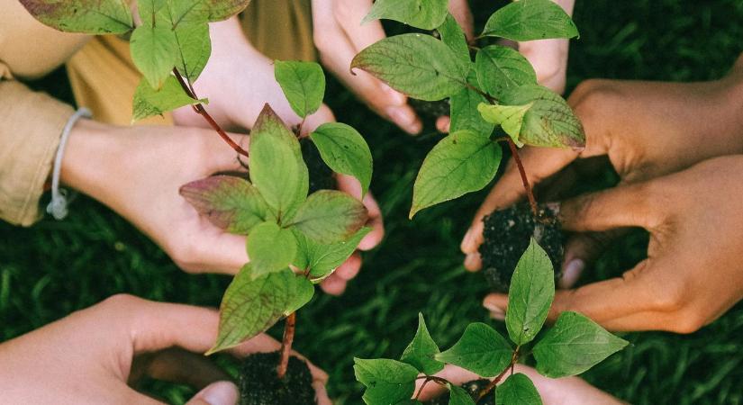 Ördögi kör? Van, ahol már a telepített fák okoznak szárazságot