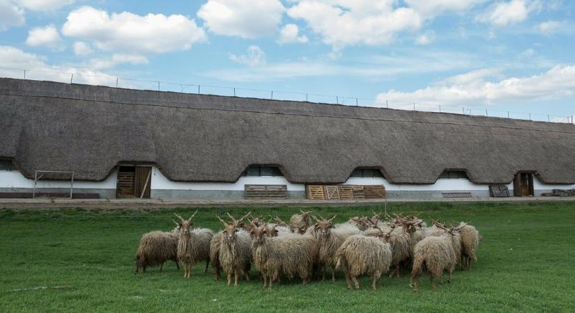 Több mint 410 hektáron segíti a természetvédelmet ez a Békés vármegyei fejlesztés