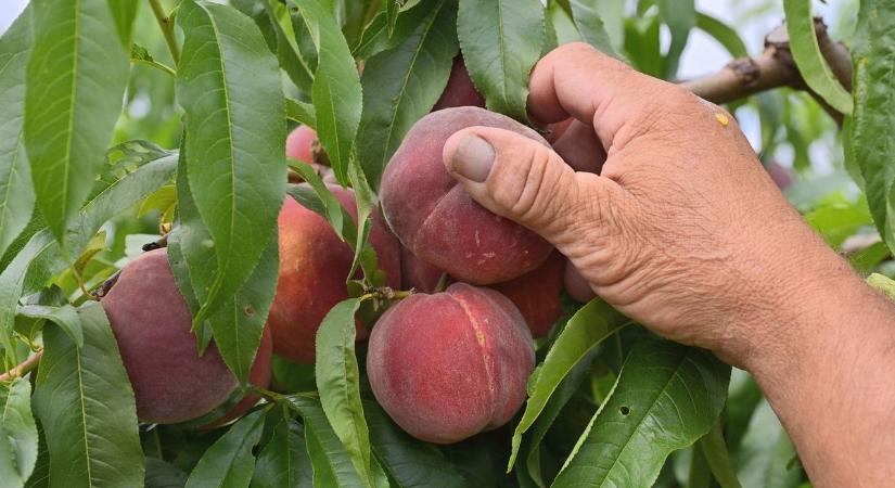 Amikor a kitartás és a föld meghozza gyümölcsét: rangos megyei agrárdíjat kapott Bordány barackos gazdája