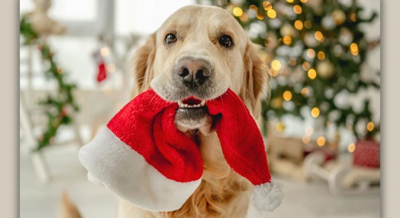 Kutyakarácsony lesz a tatabányai Tappancs Állatotthonban - várják az állatbarátokat