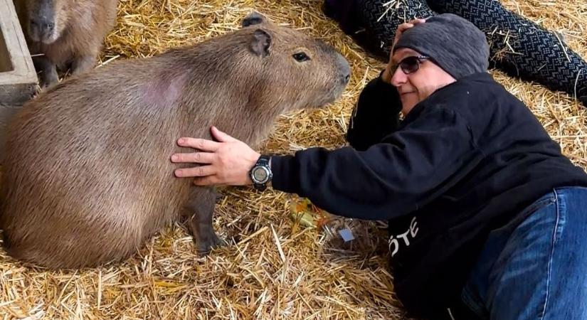 Megnyílt Magyarország első és egyetlen Capybara és Mókus Kávézója – fotók, videó