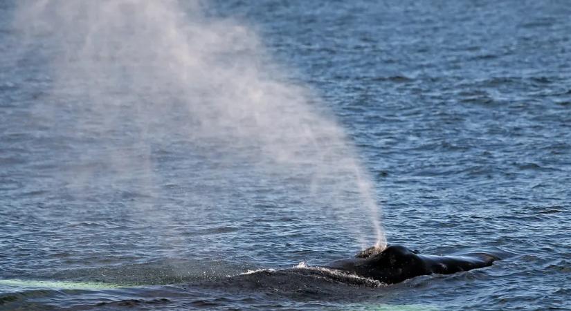 A kutatók drónokkal gyűjtötték be a bálnák lélegzetét, veszélyes vírus nyomaira bukkantak