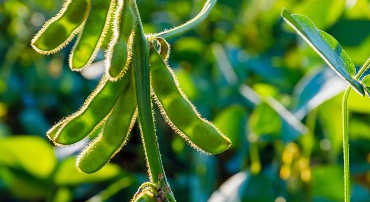 Ezért választják a gazdák ezeket a díjnyertes vetőmagokat