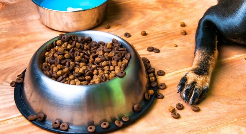 Először esznek száraz tápot a kölyökkutyák: az eredményét látnod kell