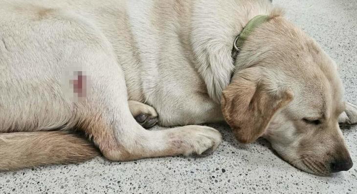 Vadászfegyverrel lőttek meg egy 8 hónapos labradort a Balatonnál