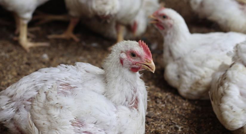 Súlyos gondok Oroszországban: rengeteg gazda mehet csődbe jövőre