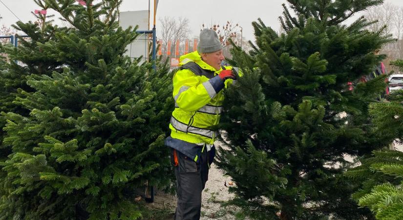 Most kell megvenni a karácsonyfát: egy pusztító betegség miatt már nem érkezik utánpótlás