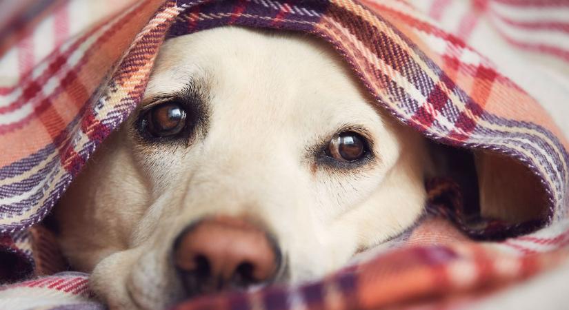 Valaki nagyon haragszik a kutyákra: újabb lakótelepen szórtak szét szöges csirkeszárnyakat