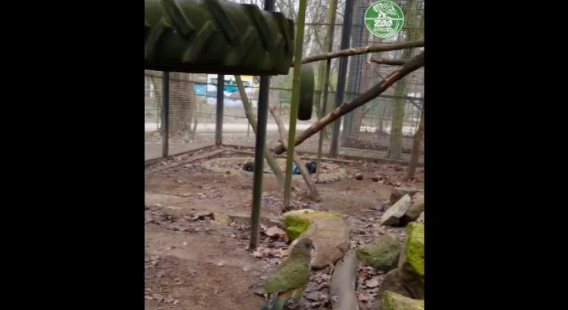 Egy ritka madár a Szegedi Vadaspark új lakója