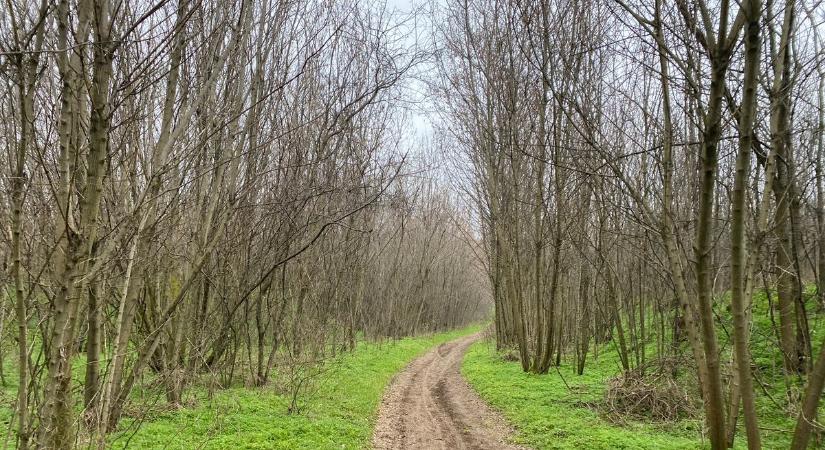 Karácsonyig enyhe, borús idő