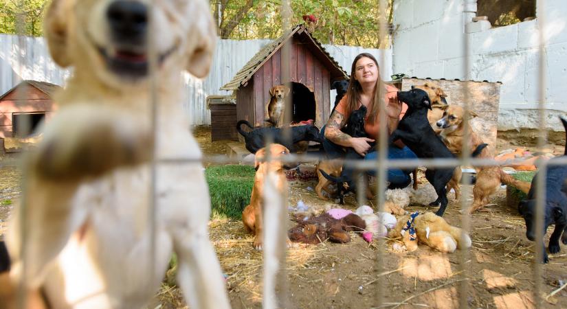 Idén dupla tápadományt kapnak az állatmenhelyek a kormány jóvoltából