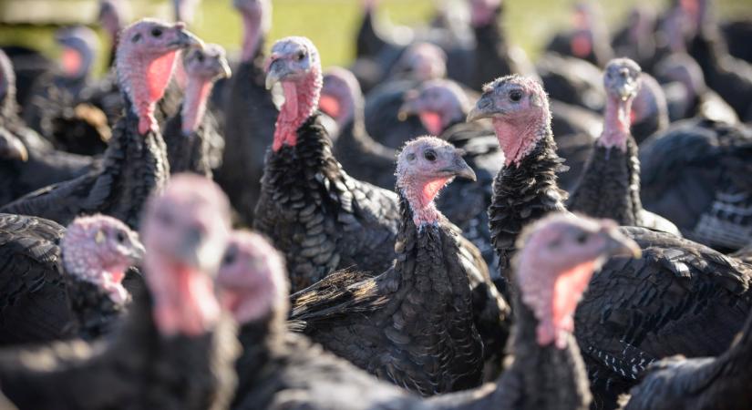 Az év végére tetőzik a baj: több régióban is tombol a rettegett kór