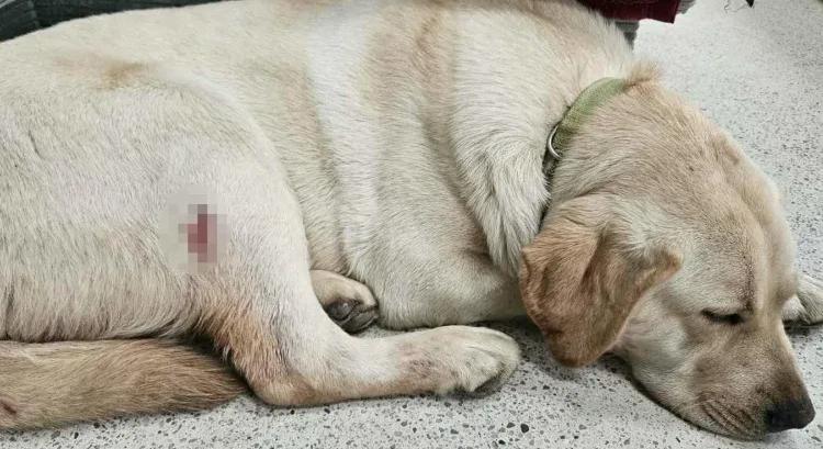 Vadászfegyverrel lőtte meg a szomszéd kutyáját, elfogták a férfit