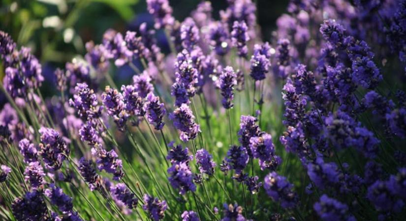 Levendula téliesítése – így ne okozz kárt a túlzott takarással
