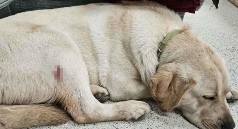 8 hónapos labradort lőtt meg egy vadász a Balatonnál