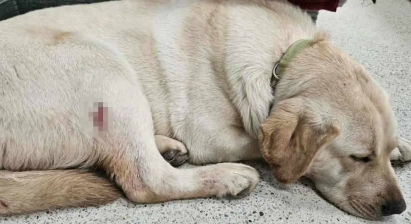 Labrador kölyökkutyára lőtt rá egy férfi a Balaton-felvidéken