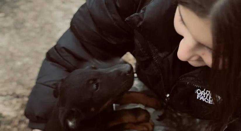 Árván maradt, bántalmazott kutyák karácsonyát teszi szebbé a 15 éves lány